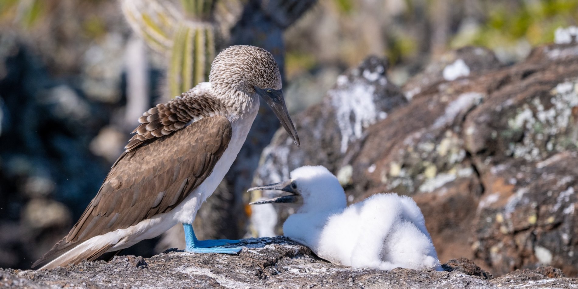 An adult and baby blue footed boobie sitting on a rock.