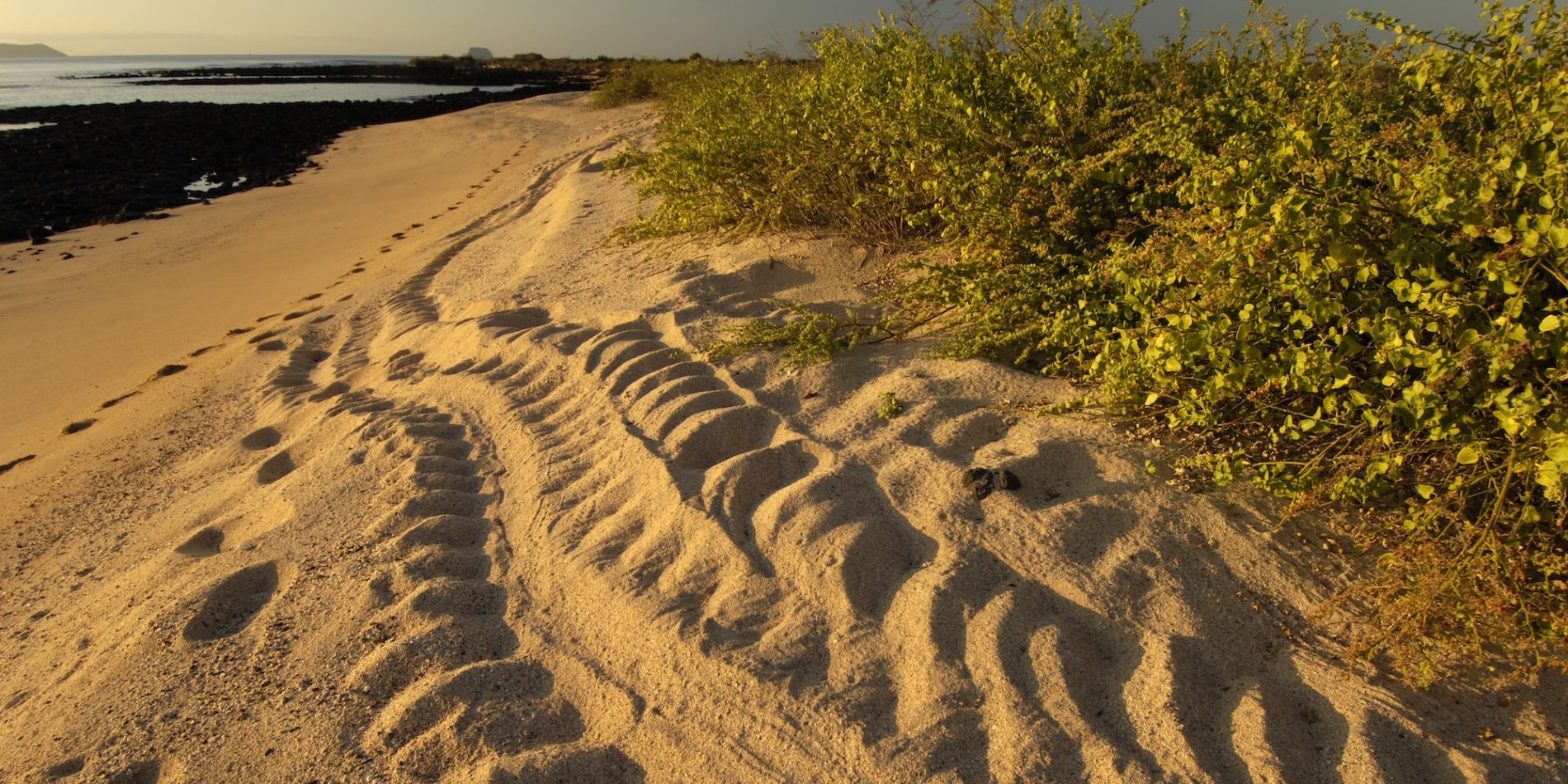Marks on a sandy beach in the Galapagos.