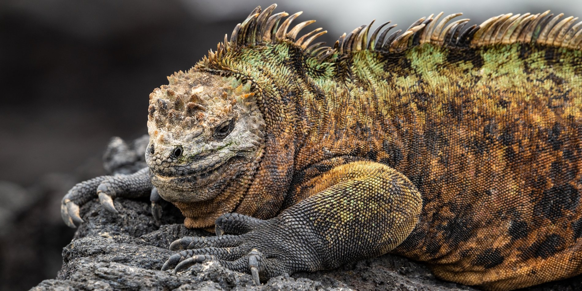 A lizard sitting on a rock in the Galapagos.