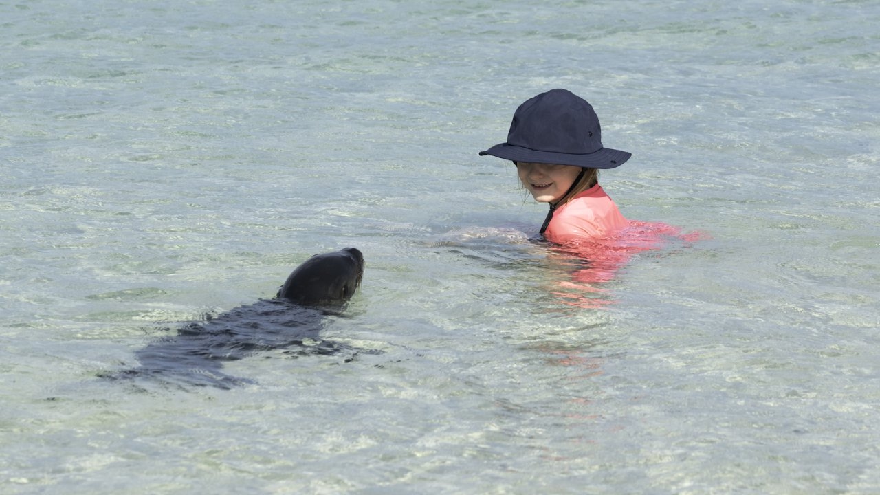 A girl in a pink shirt and sun hat in clear shallow ocean water looking at a sea lion looking right at her right next to her