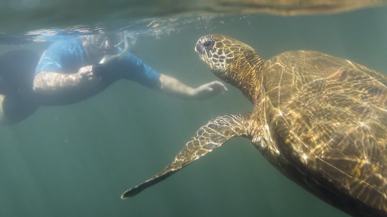Person snorkeling right next to a sea turtle underwater in the Galapagos