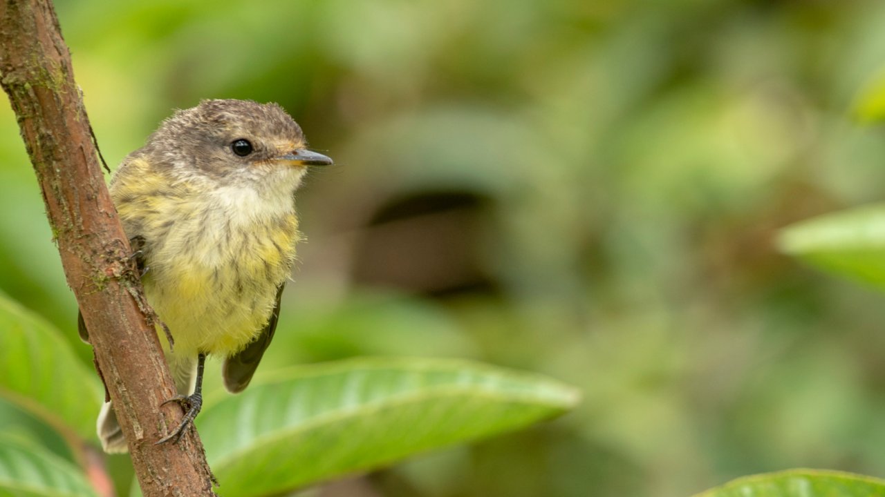 Close up of a small yellow bird perched on a small tree branch seen in the Galapagos