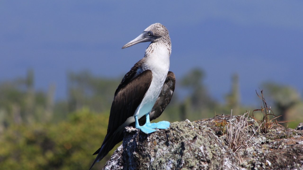 Blue footed booby bird perched on a tree stump