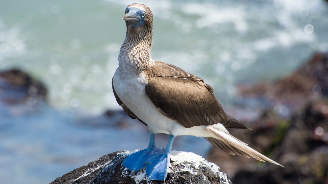 Up close of a blue footed booby bird perched on a rock in front of the ocean