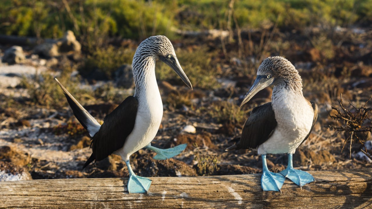 Two blue footed boobies on a log on the beach covered in drift wood