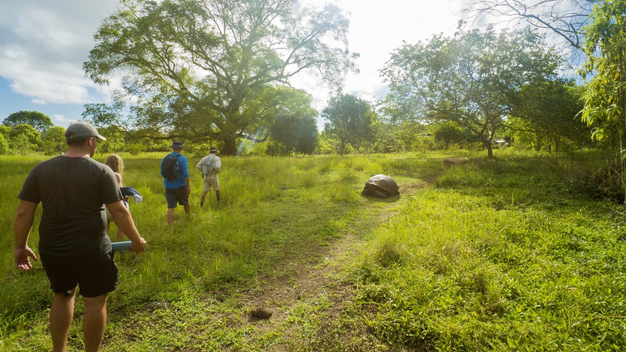 People walking around a grassy forest as giant Galapagos land tortoises crawl around