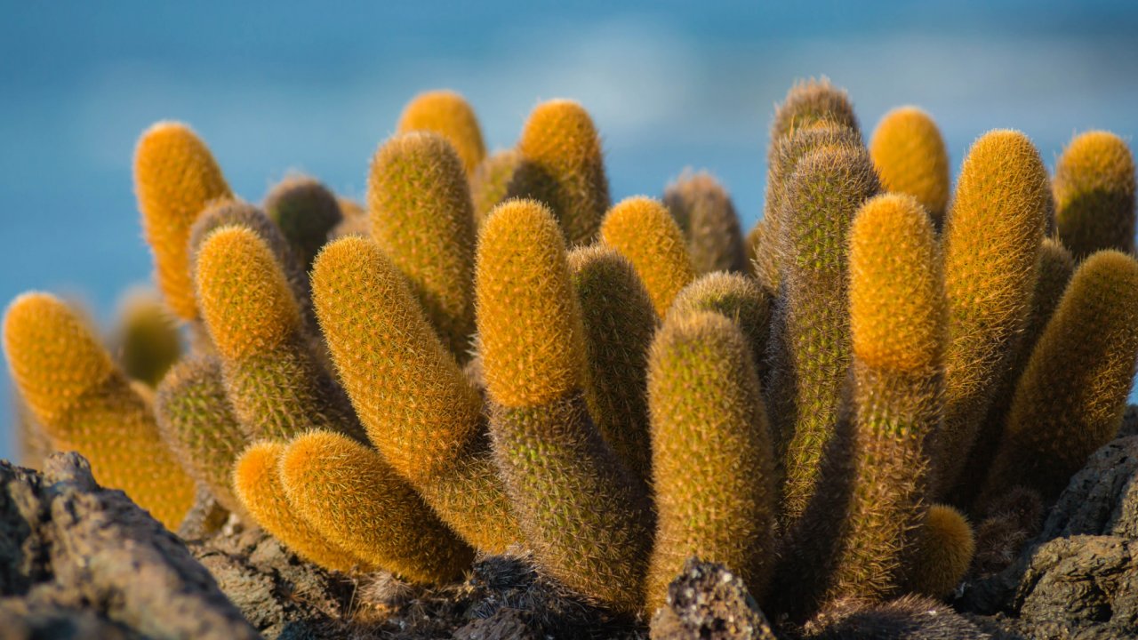 Flora viewed during Galapagos cruise