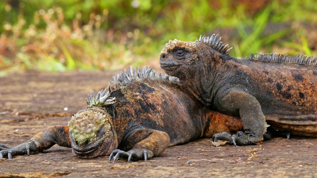 land Iguana in the Galapagos