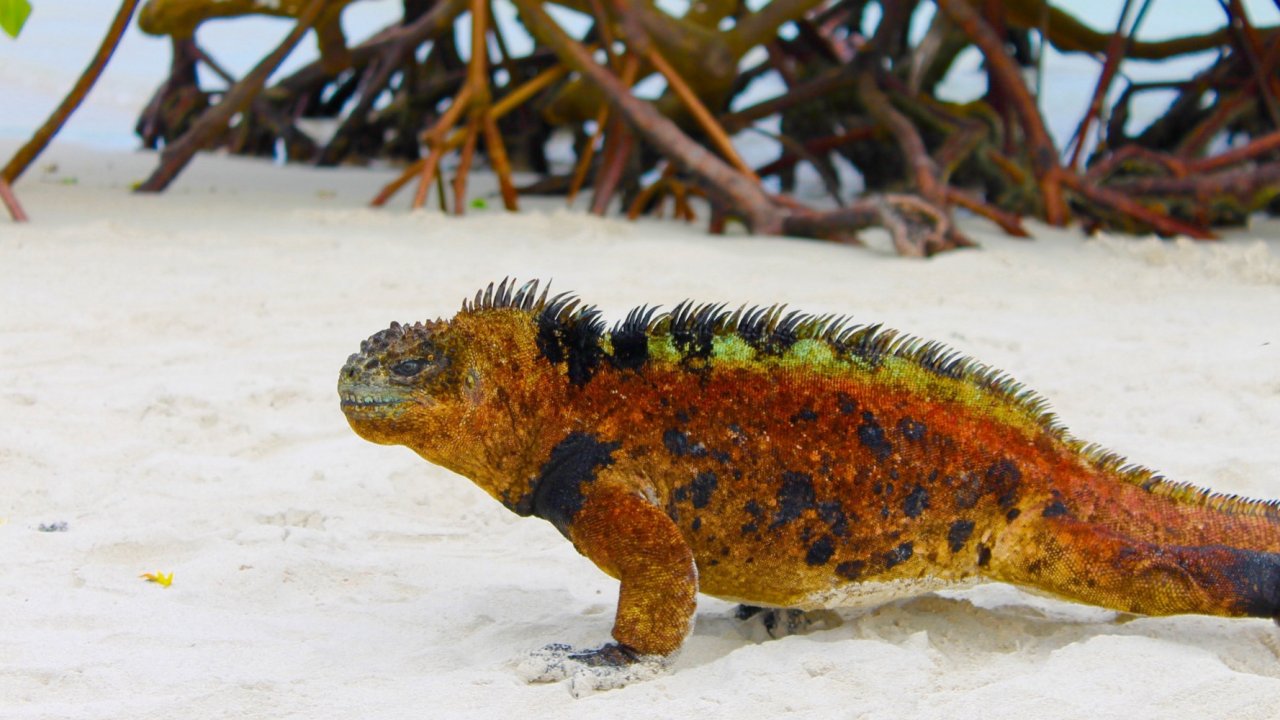 Iguana on a galapagos beach