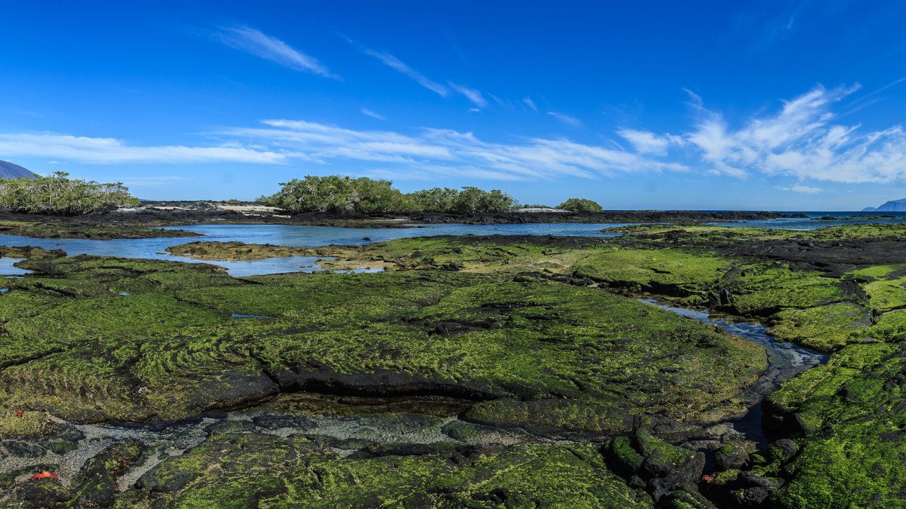 Green coated lava beds and tide pools in the Galapagos 