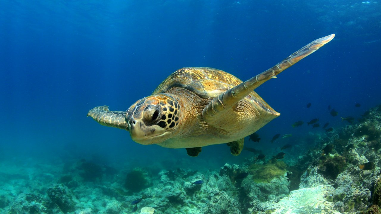Snorkeling the Galapagos