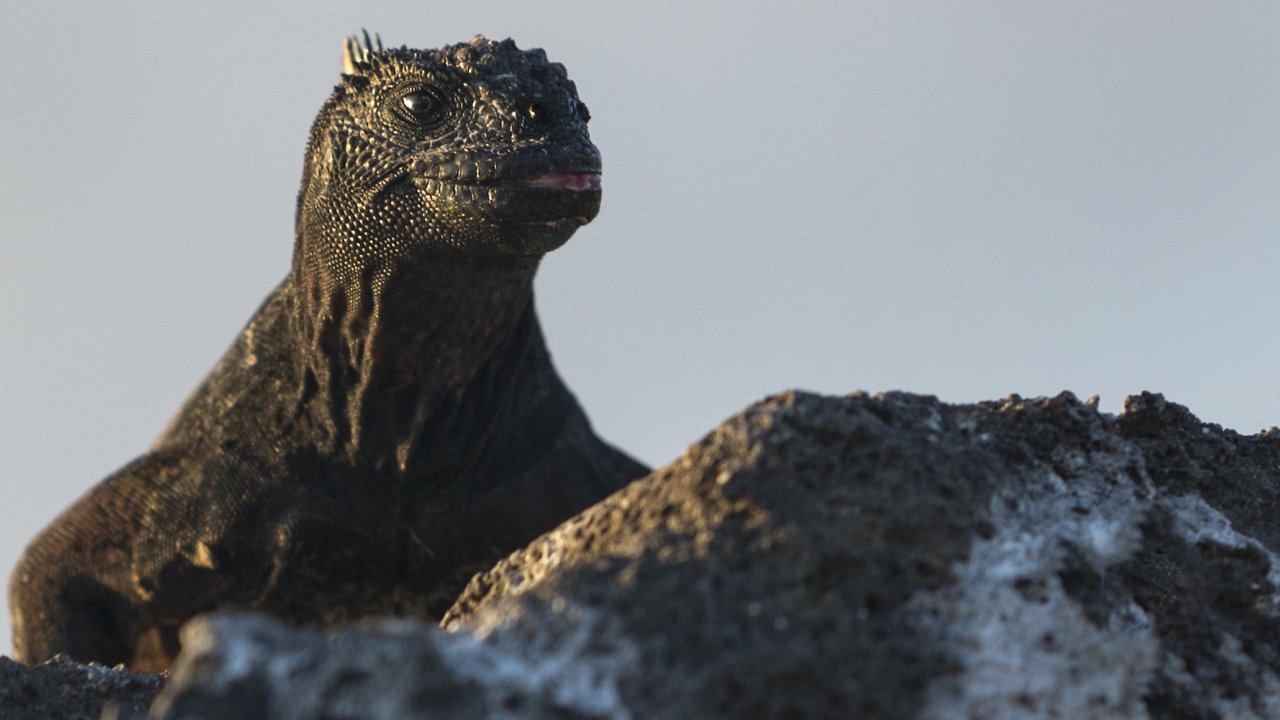 Close up of an iguana perched on a rock looking out