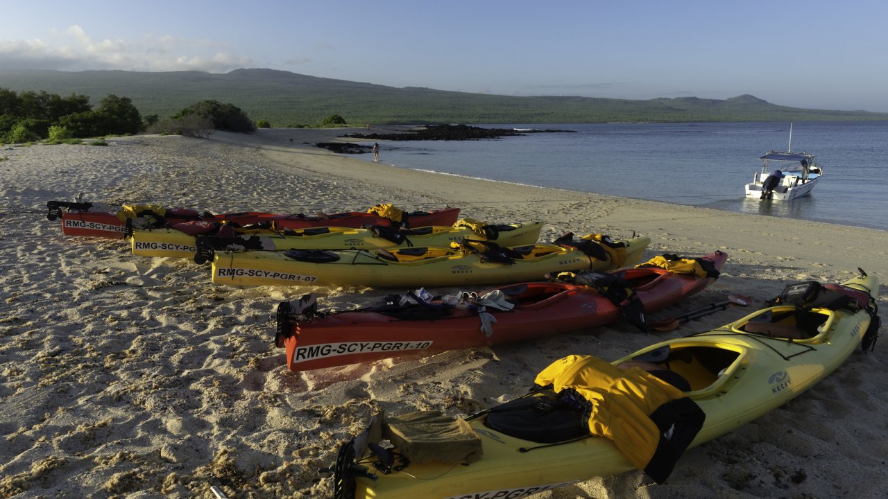 A row of sea kayaks laid out on the beach as people walk by on the beach in the Galapagos