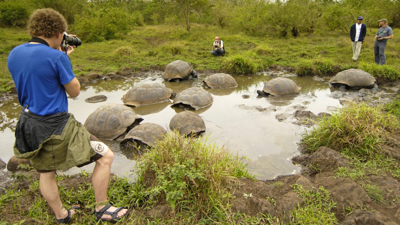 A person standing up taking a picture of a giant Galapagos land tortoise in the Galapagos Islands