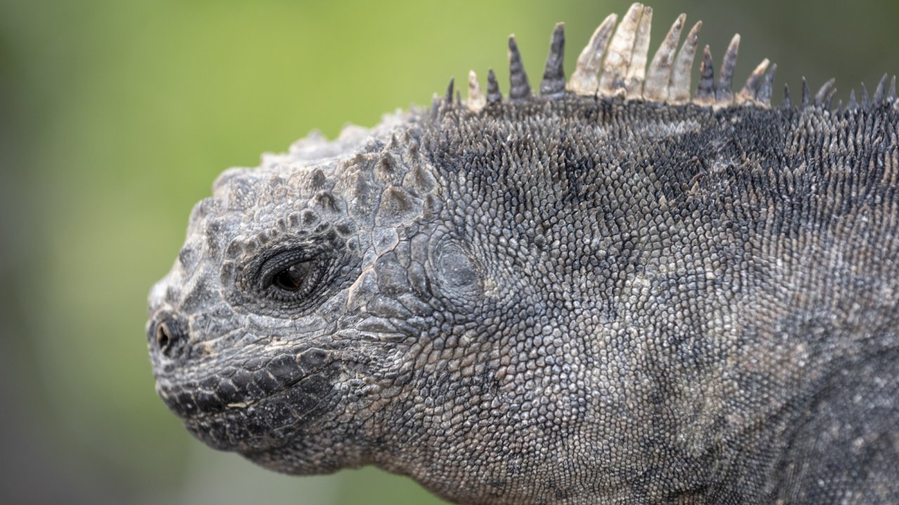 Up close of an iguanas head in the Galapagos
