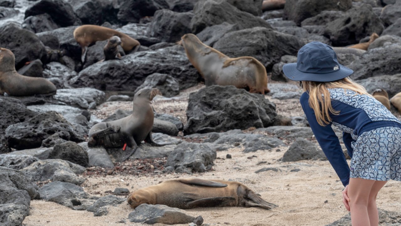 A girl in a navy blue sunhat in the lower right corner looking at a group of seals and sea lions scattered across rocks on the beach in the Galapagos 