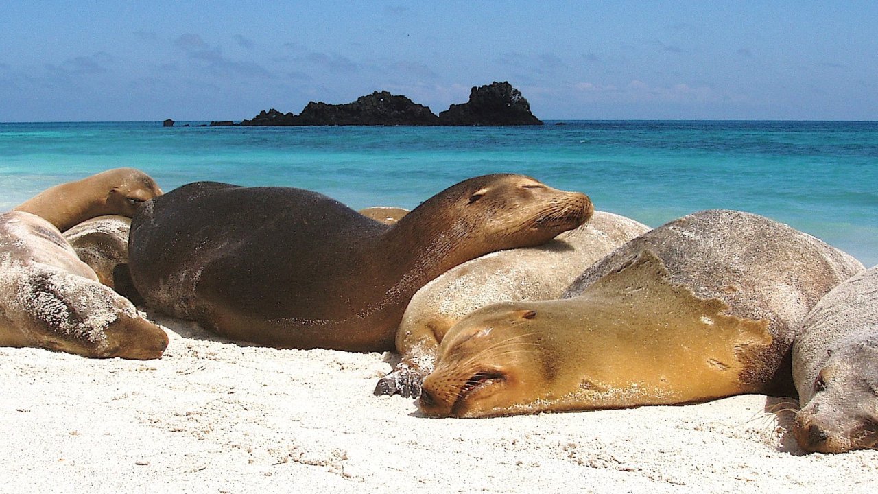 A group of sea lions laying on top of each other on a sandy beach in the Galapagos