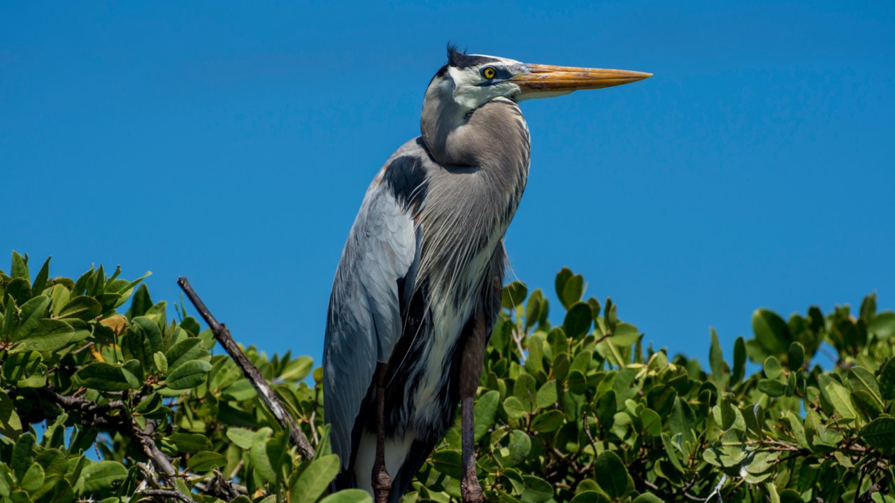 A great blue heron perched in a tree on a sunny day