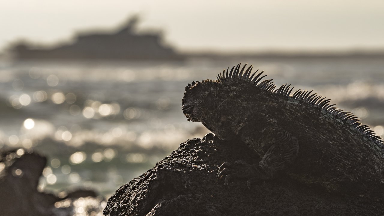 Iguana perched on a sun soaked rock with a cruise ship passing by in the background
