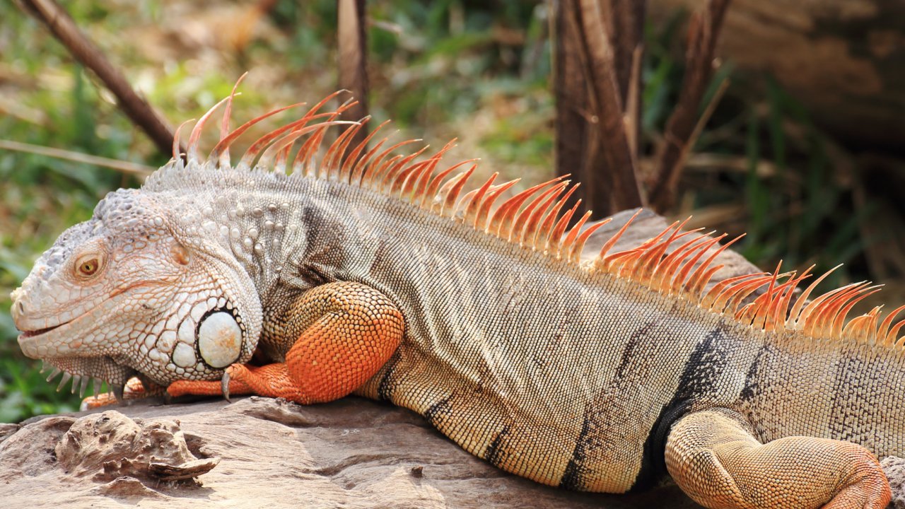 Iguana on a galapagos beach