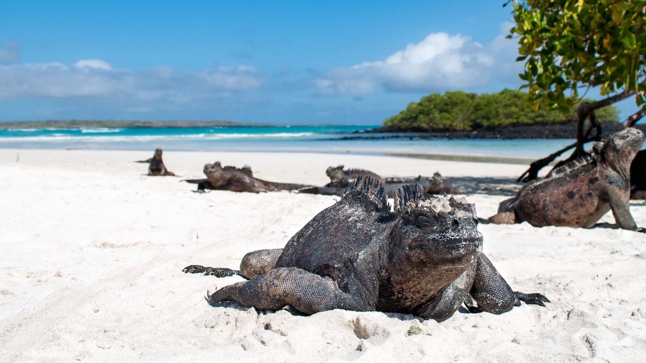 Iguanas roaming a white sand beach in the Galapagos Islands