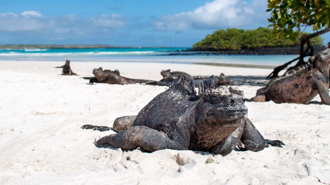 iguana in galapagos islands