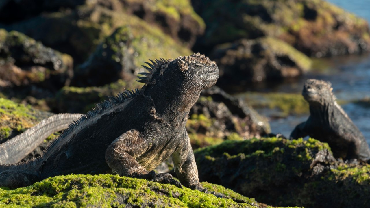 Iguanas perched on algae covered rocks on the coast of the Galapagos