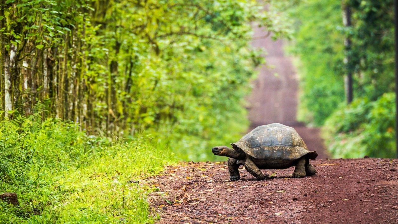A giant Galapagos Land Tortoise crossing a dirt road through a lush green forest