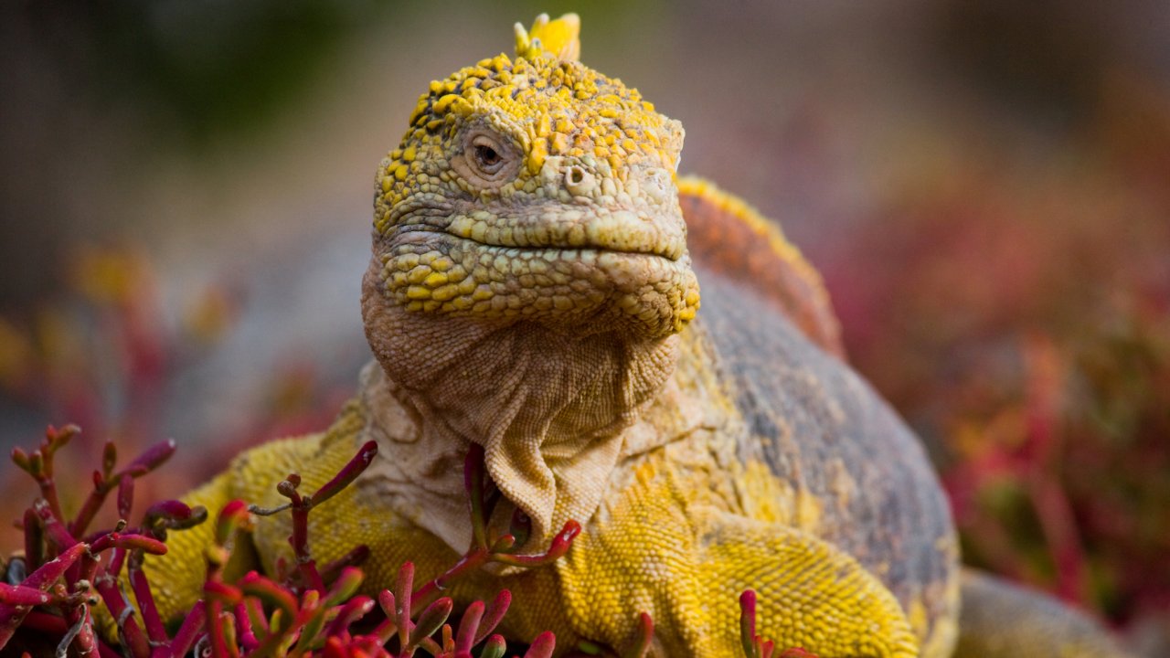 Up close shot of an iguana looking contemplative sitting in red shrub on a beach in the Galapagos Islands