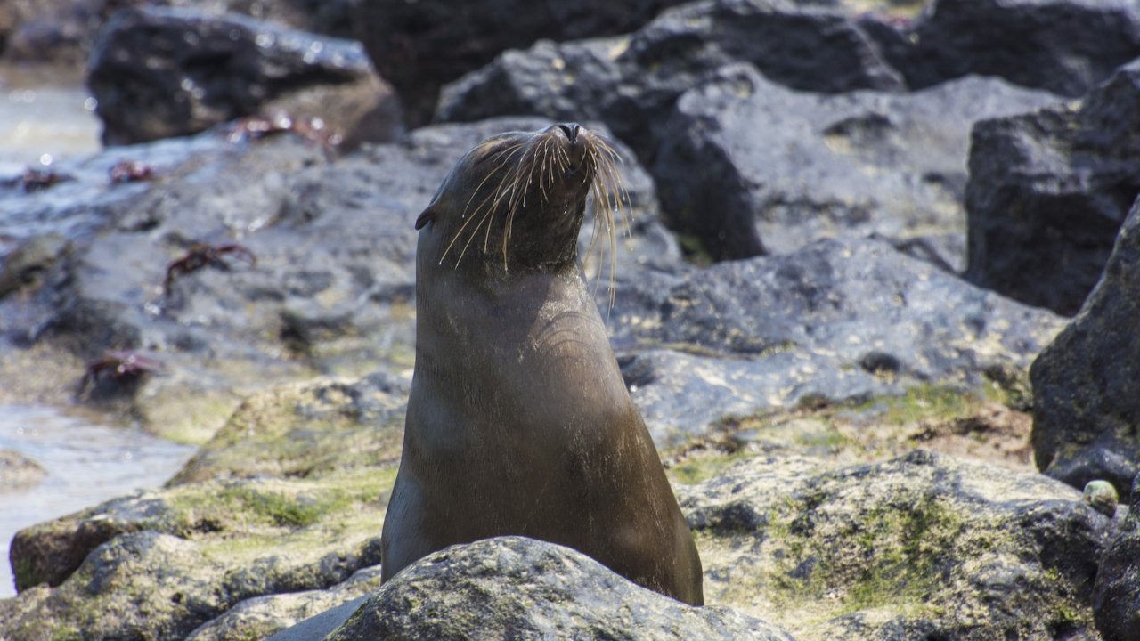 A sea lion in a tide pool of rocks basking in the sun with its eyes closed
