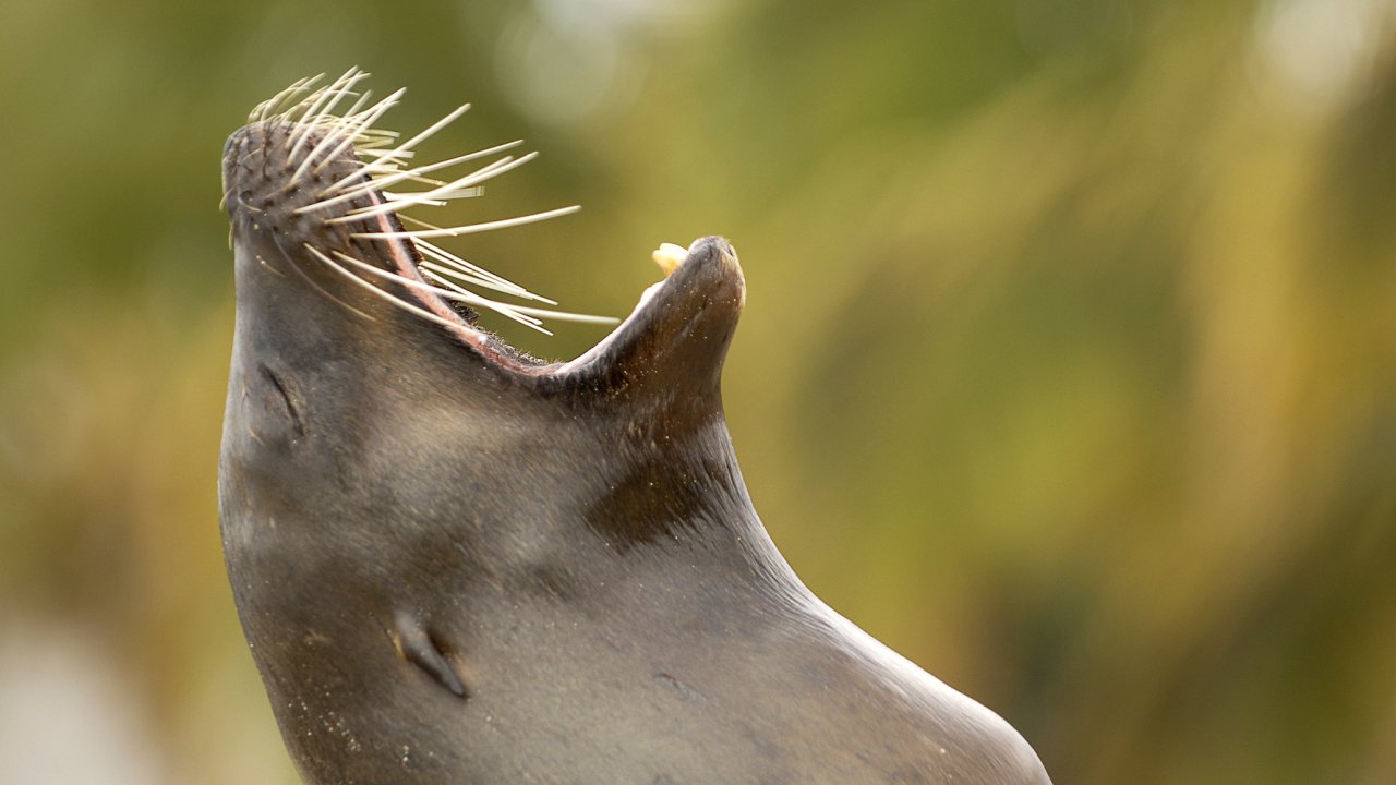 Close up of a sea lion yawning 