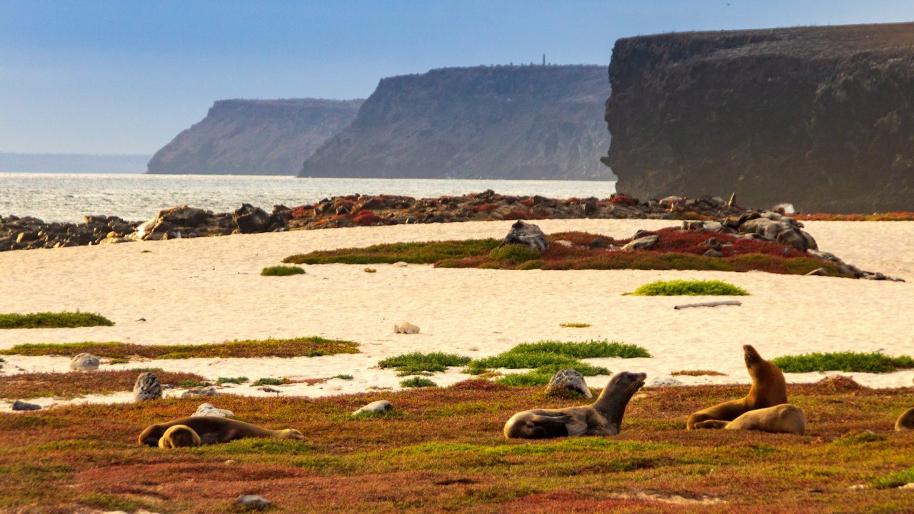 Sea lions basking in the sun on a sandy beach in the Galapagos 