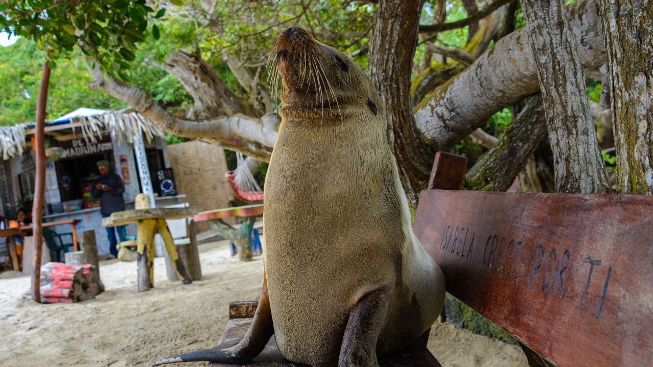 Sea lion sitting on a bench on a busy beach in the Galapagos