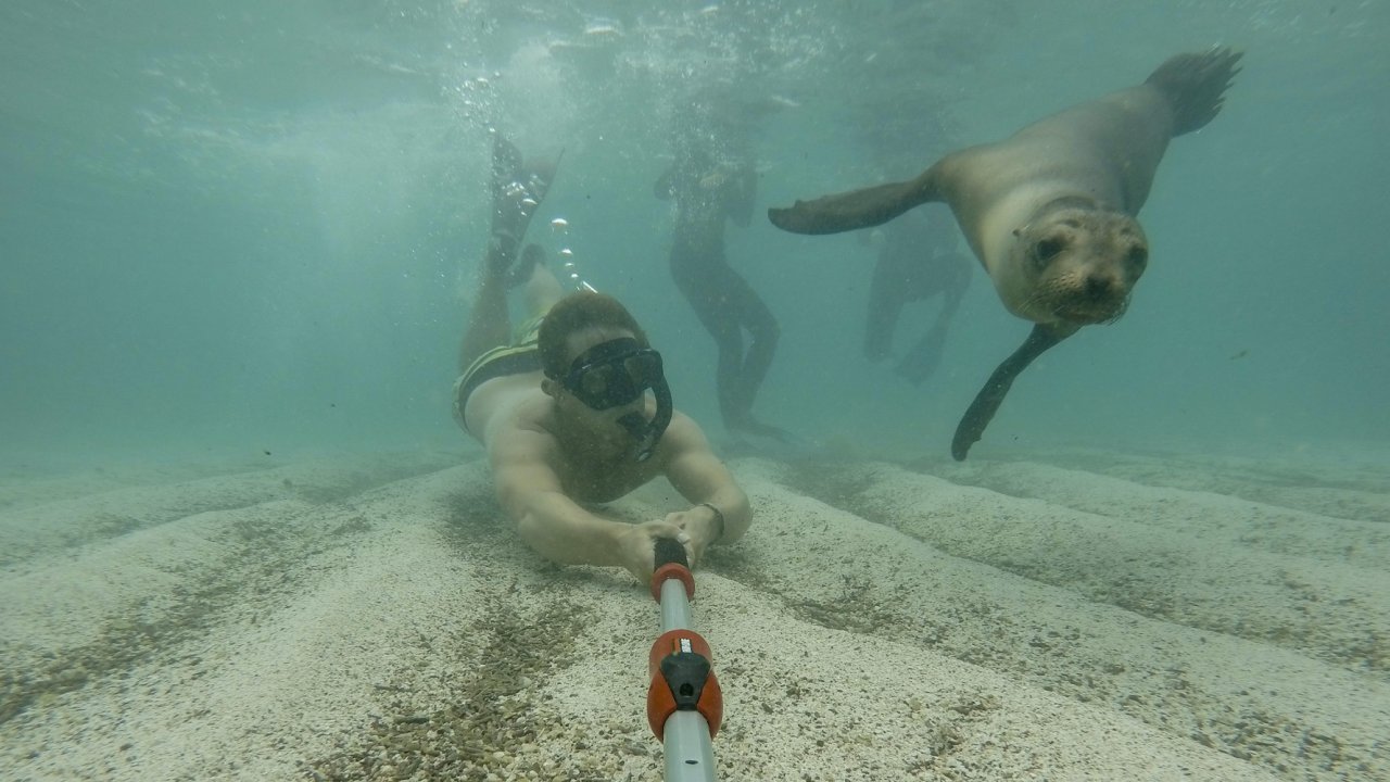Person underwater holding a go pro stick while snorkeling next to a sea lion