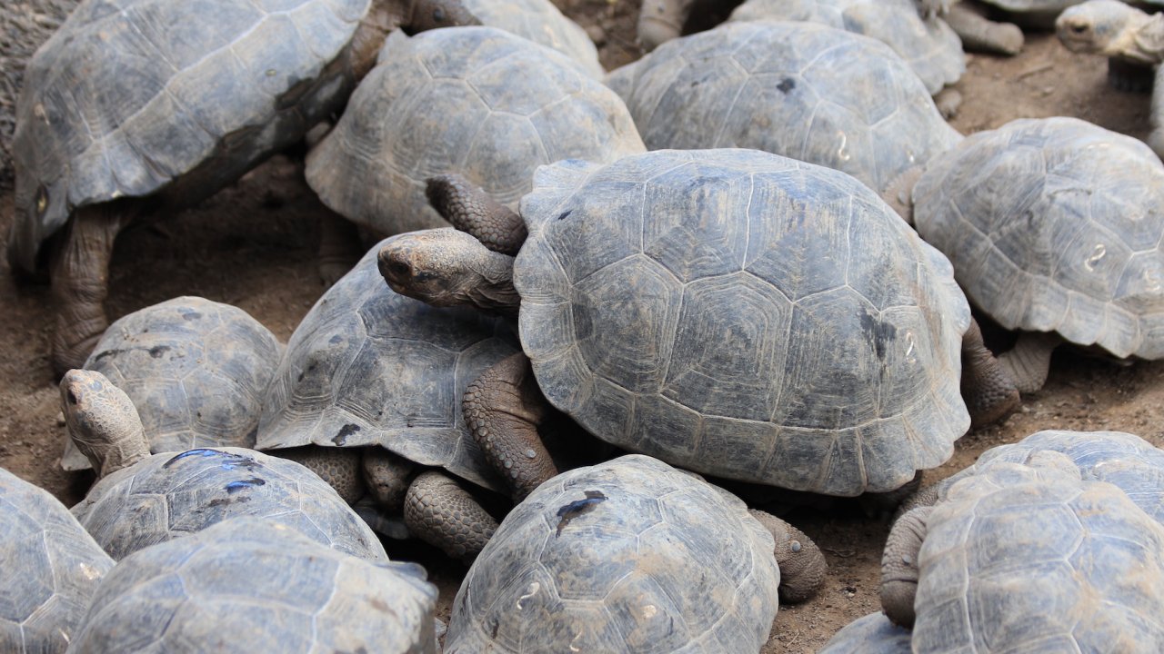 A group of tortoises laying on top of one another in the Galapagos