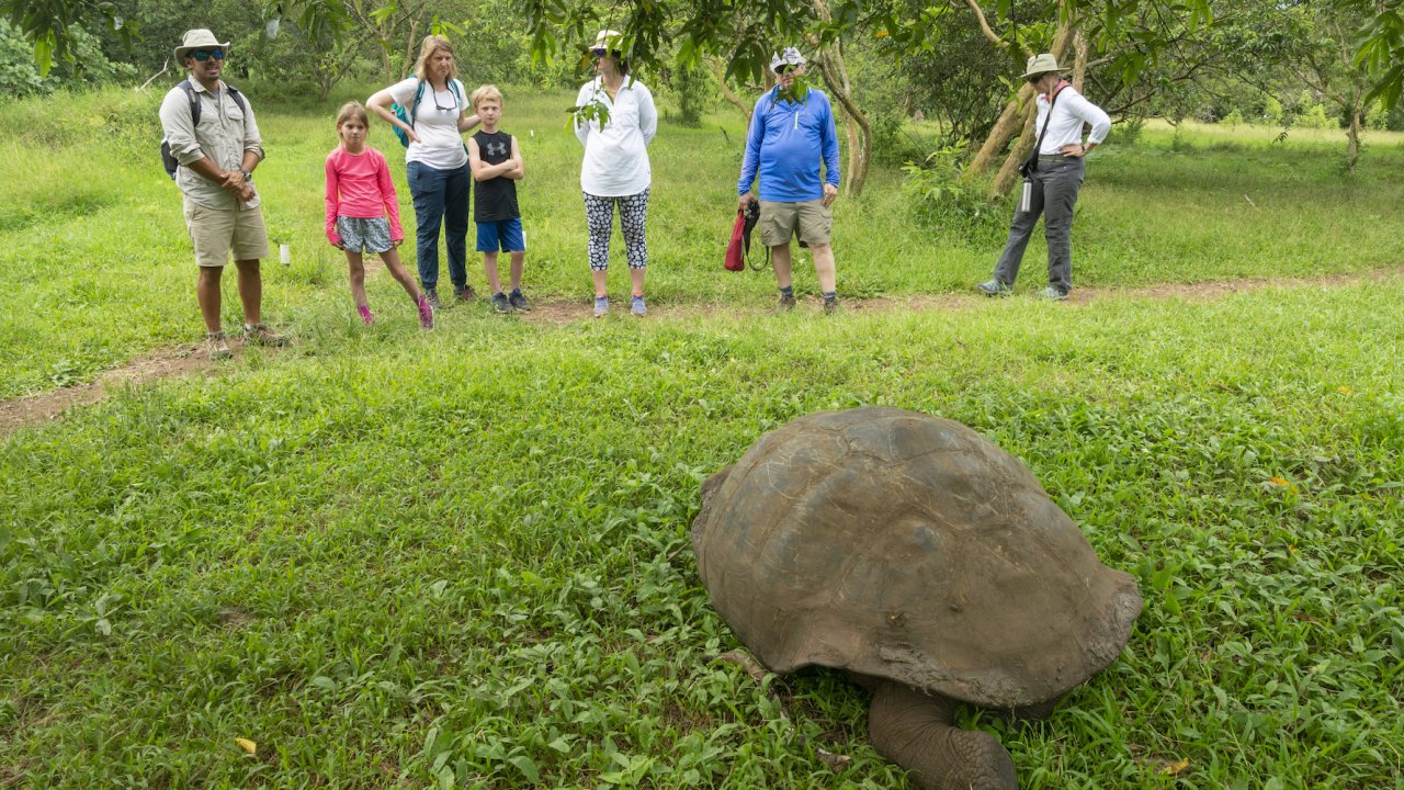 A group of people looking at a giant Galapagos land tortoise in the grass 