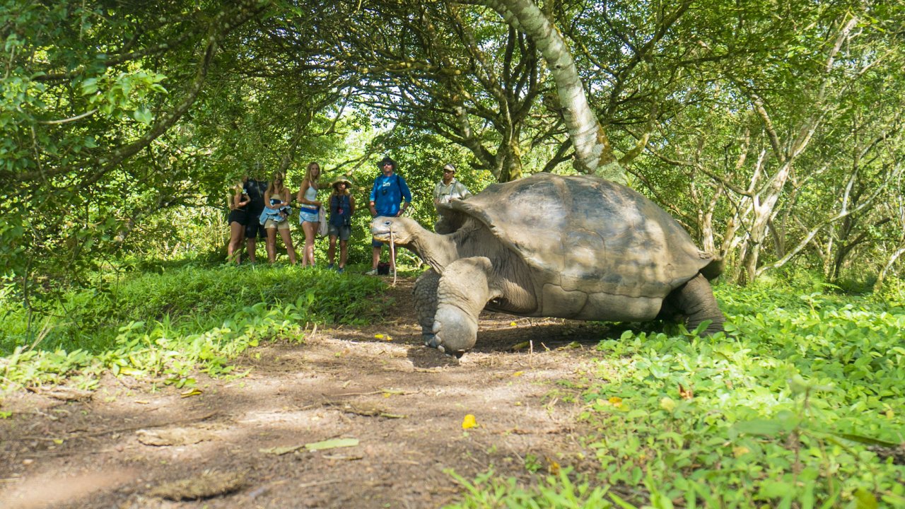 A group of people admiring a giant Galapagos land tortoise eating in the grass on a sunny day