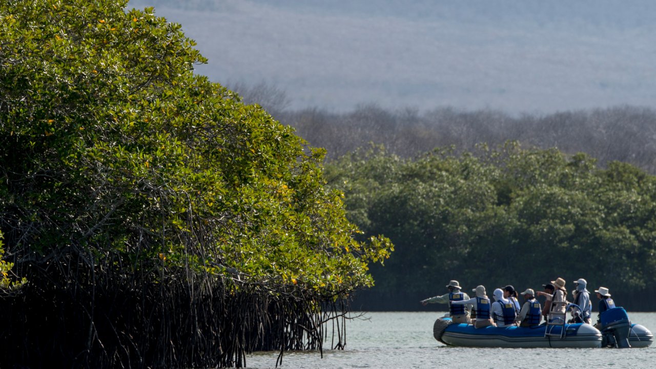 Galapagos Mangroves