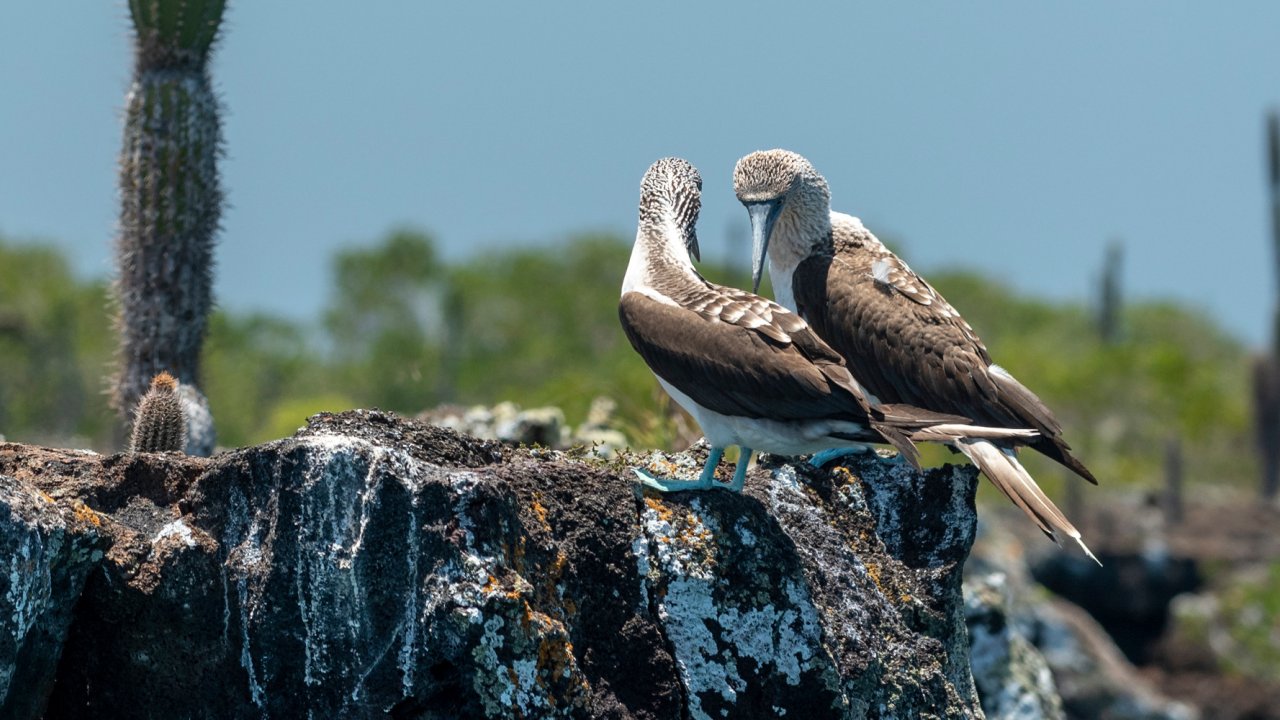 Blue-footed Boobies perched on a rock on a sunny day on the water in the Galapagos