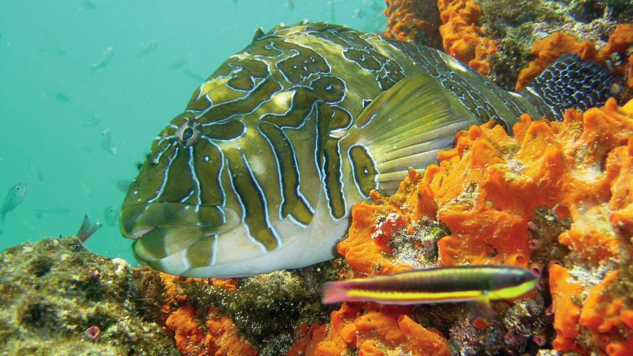 fish in galapagos waters