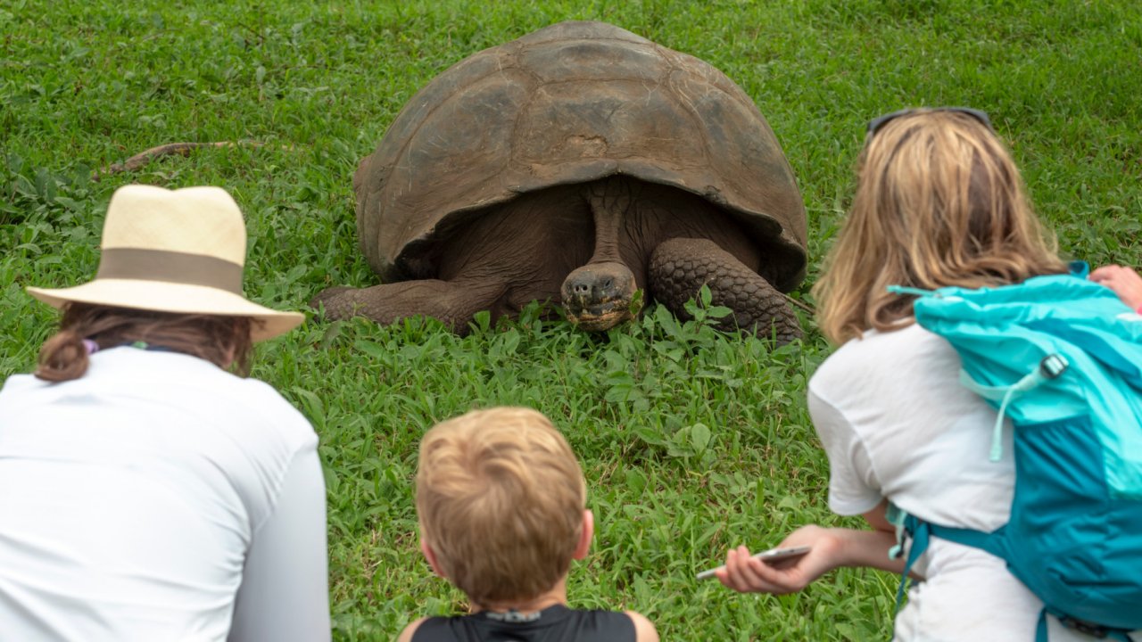 giant tortoise galapagos