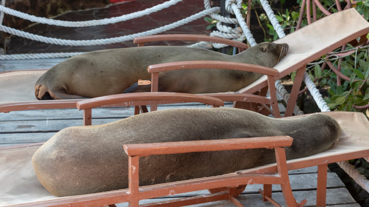 Galapagos sea lions lounging on beach chairs 