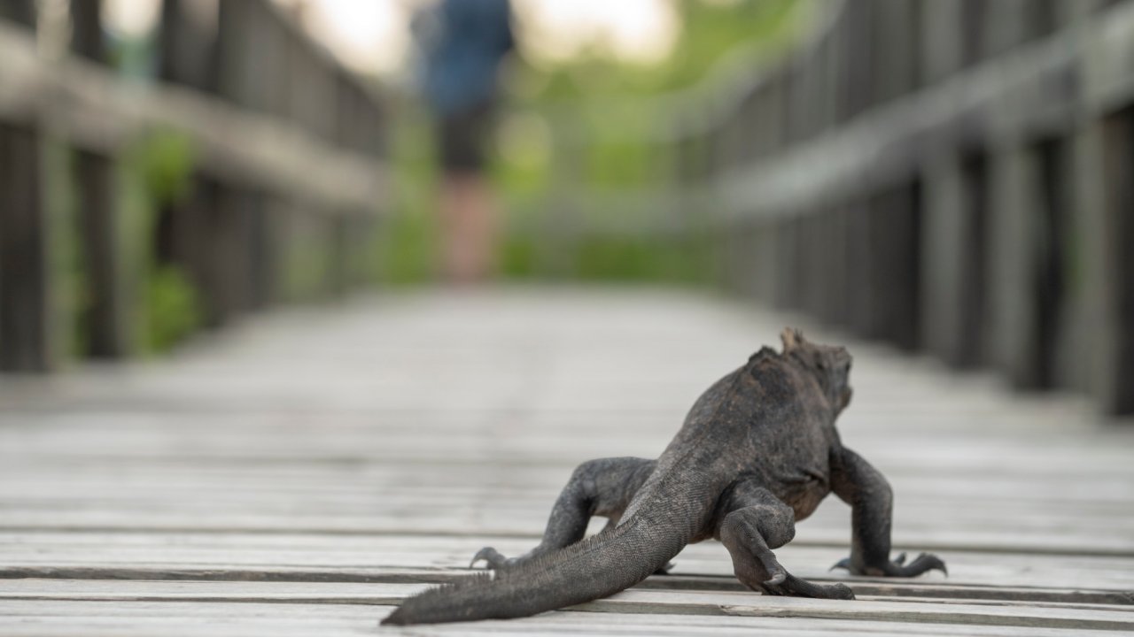 iguana on boardwalk galapagos