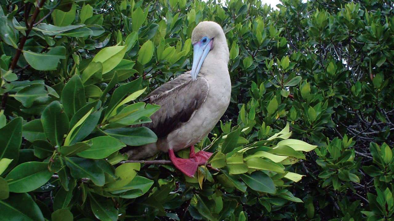 red footed boobie galapagos