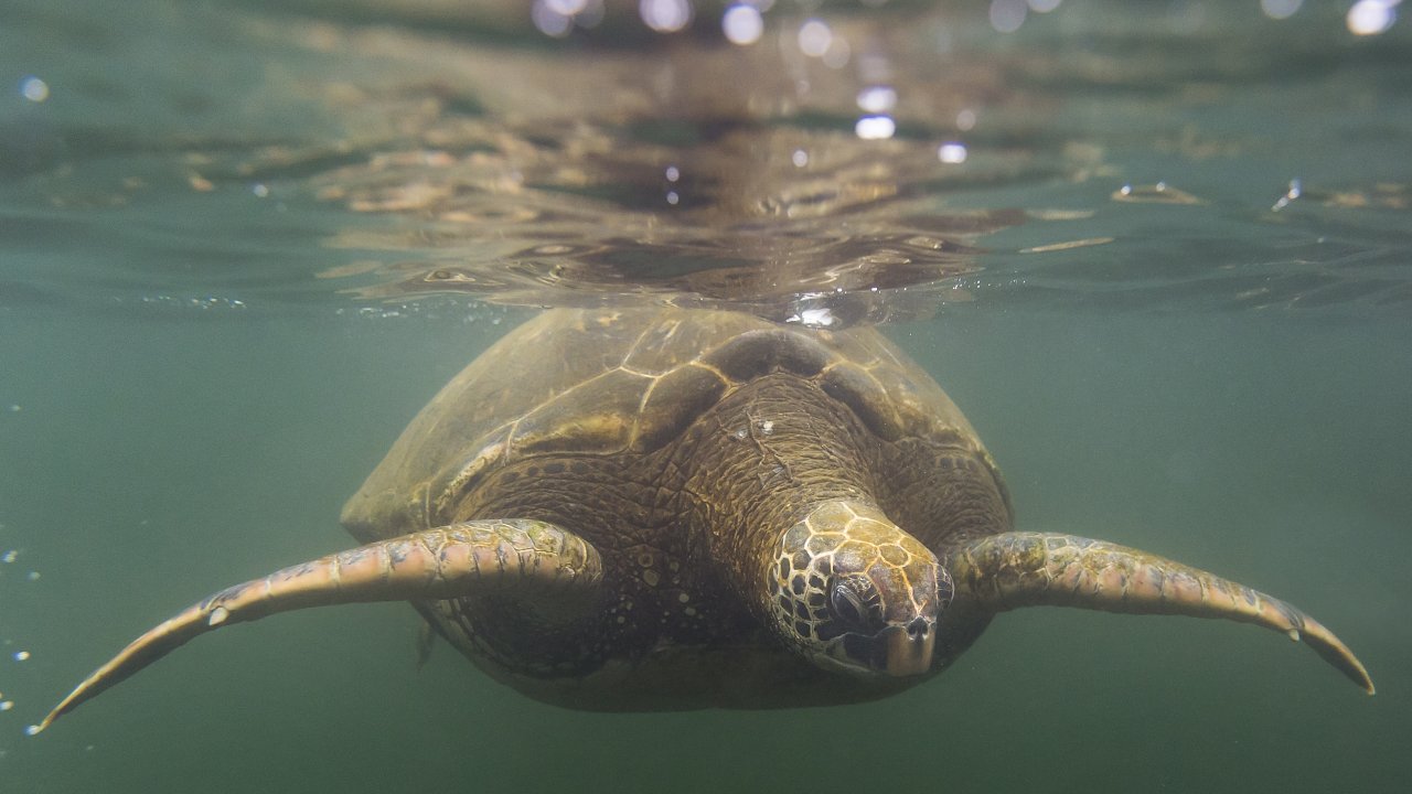 Underwater shot of a close up sea turtle just beneath the surface of the water