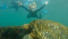 Person snorkeling in a full wetsuit swimming above a sea turtle in the Galapagos