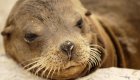 Close-up of a Galapagos sea lion pup resting on the sand with a sandy nose and sleepy eyes.
