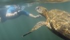 Person snorkeling right next to a sea turtle underwater in the Galapagos