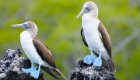 Galapagos Island wildlife