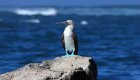 A blue footed boobie bird perched on a rock on a sunny day